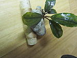 Bucephalandra sp. Theia-10