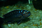 Pseudotropheus spec. elongatus neon spot