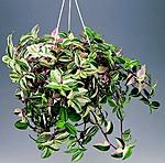 Tradescantia1