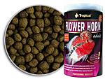 1122 175 flowerhornadult