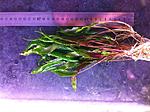 (Cryptocoryne wendtii)  