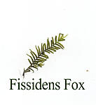 Fissidens Fox