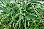 aloe drevovidnoe lechenie