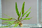   (Cryptocoryne wendtii)