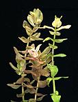   (Bacopa Carol Variegatus)