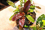 IMG 4403