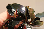 IMG 4368