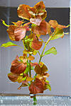  (Ludwigia repens)
