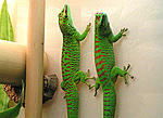 phelsuma6