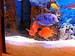 IMG 4386