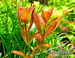 Cuphea Analagoidea