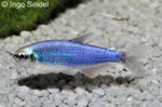 inpaichthys kerri Super blue