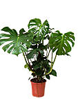 monstera1 1
