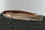   (Ctenopoma pellegrini)
