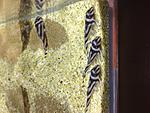 IMG 0950[1]