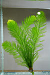  (Myriophyllum elatinoides)
