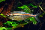 hyphessobrycon amapaensis