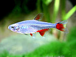 aphyocharax anisitsi