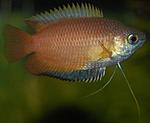 medovyj gurami   trichogaster chuna 6