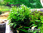 Crepidomanes sp Calicut