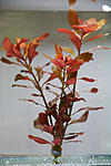   (Ludwigia repens Red Rubin)