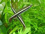 nannostomus eques