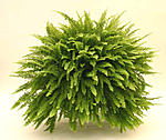 Nephrolepis exaltata
