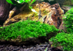 Moss foliose liverwort "Bodok"