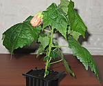 Abutilon