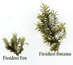 fissidens 