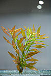   (Ludwigia palustris)