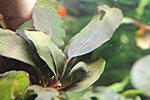 IMG 4371
