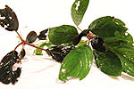 IMG 4360
