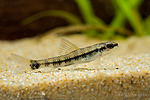 haracidium fasciatum