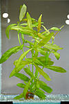   (Hygrophila polysprema)