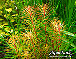 Rotala sp Maka Red