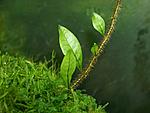 000 1323  - Pleopeltis