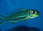 X. ornatipinnis