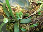 000 1324 Neoregelia lilliputiana,  Microgramma vacciniifolia  Pleopteris