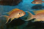  Neolamprologus Daffodil (F1) - 