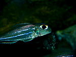 X. ornatipinnis