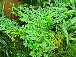 Selaginella