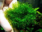 Riccardia chamedryfolia