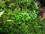 000 1316 Bolbitis heteroclita "difformis" (Bolbitis sp. "Baby Leaf")  .