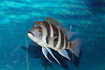 Cyphotilapia Frontosa 'Kantalamba' F1