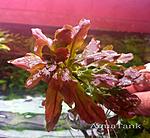 Ludwigia pilosa.............