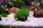 moss sp mini-mini
