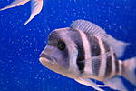 Cyphotilapia Frontosa 'Kantalamba' F1