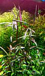 Poaceae sp. Purple Bamboo....