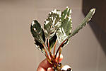 IMG 4436
